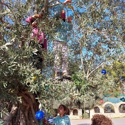 Children decorate olive tree