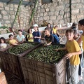 2021-11-02-PS-olive-picking-009