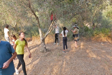 2022-10-27-PS-olive-picking-15